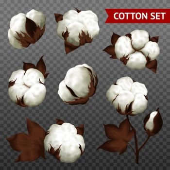 Ripe cotton boll fiber in opened seeds case realistic set plant parts isolated transparent background vector illustration  . Cotton Plant Transparent Realistic Set