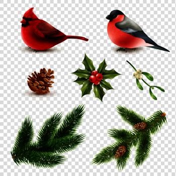 Set of winter birds red cardinal and bullfinch with fir branches isolated on transparent background vector illustration . Winter Birds Fir Branches Set