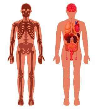 Human anatomy set with skeleton structure and internal organs in male body isolated vector illustration. Human Anatomy Set