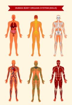 Male body internal organs circulatory nervous and skeletal systems anatomy and physiology flat educative poster vector illustration. Male Body Organ Systems Poster