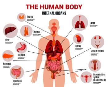 Human body internal organs schema flat infographic poster with icons images names location and definitions vector illustration . Human Internal Organs Infographic Poster 
