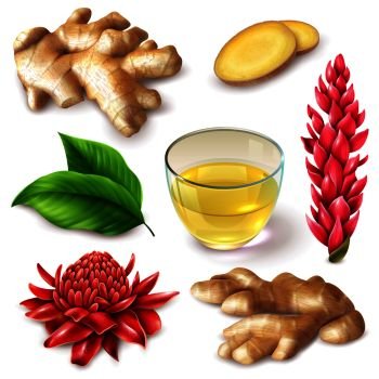Realistic ginger root with red flowers  spicy set with tea, leaves on white background isolated vector illustration. Realistic Ginger Root Spicy Set