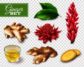 Set of ginger root and red flowers, tea in glass cup, isolated on transparent background vector illustration. Ginger Transparent Background Set