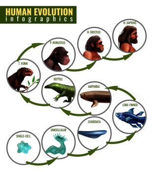 Human evolution infographics with development stages from single cell to homo sapiens on white background vector illustration. Human Evolution Infographics