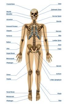 Realistic human skeletal system with letterings of bones infographics on white background vector illustration . Realistic Human Skeletal System Infographics