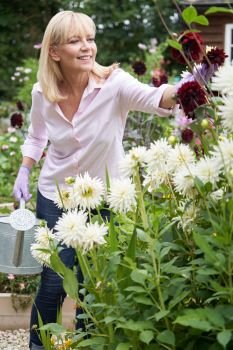 Mature Woman Watering Dahlia Flowers In Garden At Home