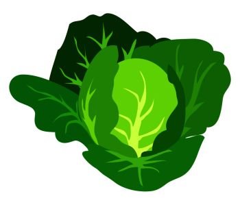 Green cabbage vector illustration isolated on white background. Healthy organic vegetarian food in flat design cartoon style. Green Cabbage Vector Illustration Isolated White