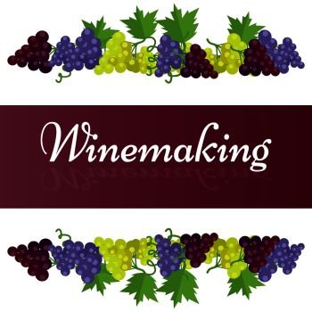 Winemaking template colorful poster with dark and light grape bunches above and below inscription on broad ribbon vector illustration. Winemaking Template Poster with Grape Bunches