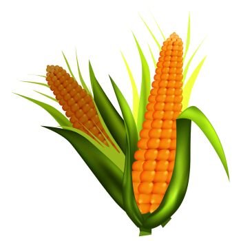 Two fresh corn cobs with long green leaves isolated on white vector colorful poster in realistic design. Closeup sweet agricultural product. Two Fresh Corn Cobs with Green Leaves on White