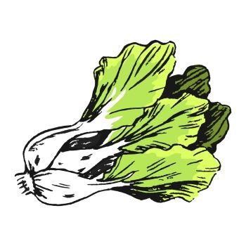 Romaine lettuce closeup vector illustration in graphic design. Isolated fresh vegetable having many green leaves with white root.. Romaine Lettuce Close up Graphic Illustration