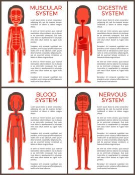 Blood muscular digestive and nervous systems set vector illustration with anotomical structutere of woman s organism, various female organs collection. Blood Muscular Digestive and Nervous Systems Set