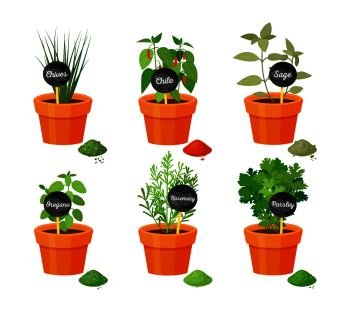 Chives chile, herb sage and rosemary, oregano and parsley, collection of pots with titles labels, herbs vector illustration isolated on white seasoning. Chives and Chile Sage Set Vector Illustration