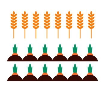 Carrot and wheat field farming plants growing in ground. Wheaten crops grain used to make bakery products. Vegetable with leaves isolated on vector. Wheat Field and Carrots Icons Vector Illustration