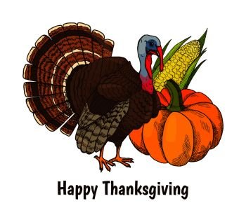 Happy Thanksgiving poster with text and turkey animal vector. Symbols of autumn holiday, corn maize with seeds and leaves and rounded big vegetable. Happy Thanksgiving Poster Turkey Animal Vector