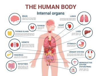 Human body internal organs and parts info poster vector. Heart and brain, liver and kidneys. Thymus gland and reproductive system of male and female. Human Body Internal Organs and Parts Info Poster