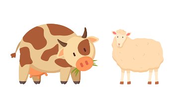 Cow and sheep isolated cartoon style animals. Vector spotted young bovine calf and white lamb or mutton, ruminant domesticated cartoon style pets. Cow and Sheep Isolated Cartoon Style Animal Vector