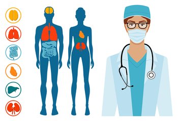 Human body structure skeleton and circulatory vascular system. The location of organs in the body. Beautiful brunette young doctor with phonendoscope. Half body portrait vector illustration. Human body structure organ systems. Beautiful brunette young female doctor with phonendoscope