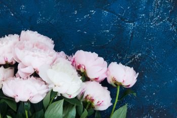 Fresh pink peony flowers on dark blue background. Fresh peonies on blue