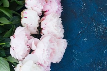 Fresh pink peony flowers close up border on dark blue background. Fresh peonies on blue