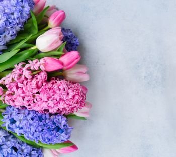 Hyacinth blue and pink fresh flowers on gray background with copy space. Hyacinth fresh flowers
