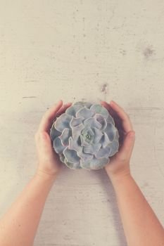Succulent growing plant on white wooden background with protecting hands, top view, retro toned, kinfolk style. Succulent growing plants