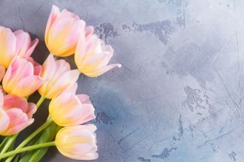 Pink and yellow tulips on gray stone background with copy space. Pink and yellow tulips