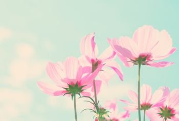 Smmer field with pink fresh cosmos flowers, retro toned. Cosmos pink flowers
