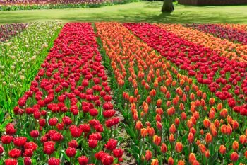 Colorful growing dutch tulips field flowerbed rows at spring day. Rows of tulip flowers