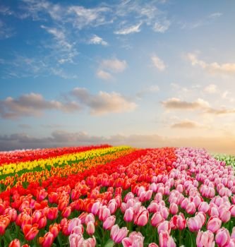 Rows of pink, red, orange and yellow tulip flowers under blue and pink sunset sky, Netherlands. Rows of tulip flowers