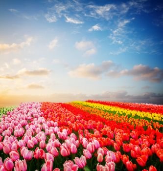Rows of pink, red, orange and yellow tulip flowers under blue and pink sunset sky, Netherlands, retro toned. Rows of tulip flowers