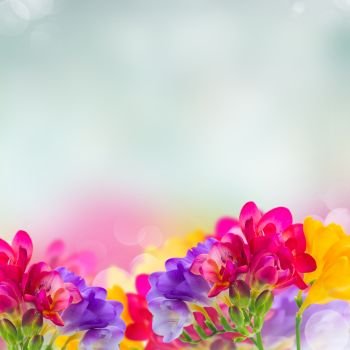 blue, pink and yellow freesia flowers border on blue bokeh background. blue, pink and yellow freesia flowers