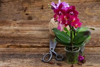 Spring pink and violet orchids on wooden background, gardening concept. Spring  violet orchids 