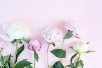 Beautiful fresh pink and white peony flowers on pink table, top view and flat lay background. Fresh peony flowers