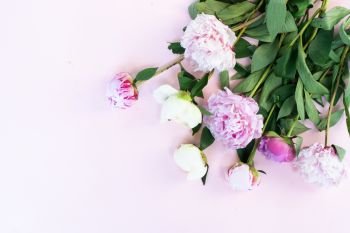 Fresh pink and white peony flowers, branches and petals on plain pink background, flat lay. Fresh peony flowers