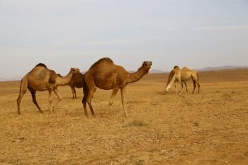 in sudan africa camels in the nubian desert concept of wild and adventure
