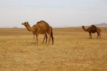 in sudan africa camels in the nubian desert concept of wild and adventure
