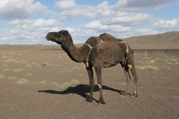 camel and desert the antique kingdom 


