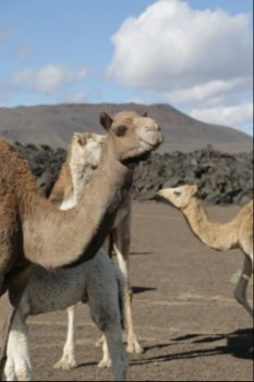 camel and desert the antique kingdom 

