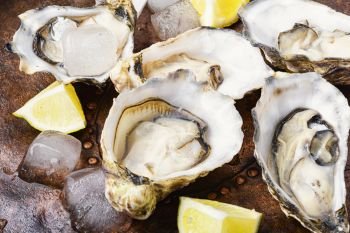 Fresh oysters of ice and lemon on retro metal background. Opened oysters on metal background