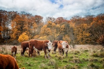 Hereford cattle cows in the fall standing on a rural field near a forest in autumn colors