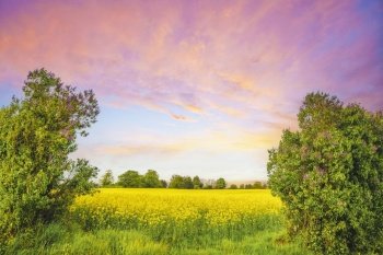 Colorful landscape with canola fields and lilac trees in a beautiful rural sunset