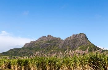 Mountain range in Mauritius with sugar cane field.. Mountain range in Mauritius with sugar cane field