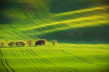Roe deers and sunset lines and waves in the spring, South Moravia, Czech Republic. Roe deers and sunset lines and waves in the spring