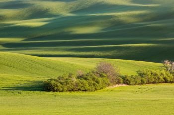 Sunset lines and waves with trees in the spring, South Moravia, Czech Republic. sunset lines and waves with trees in the spring