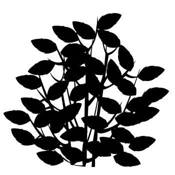Silhouette of the bush with foliage on white background is insulated. Vector illustration of the silhouette of the bush with foliage
