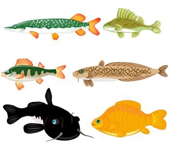 Vector illustration of fish dwelling in fresh water. Freshwater fish on white background is insulated