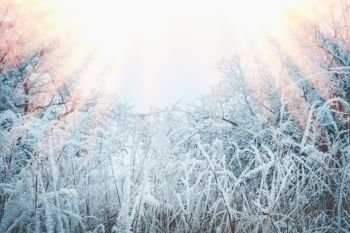 Frozen grass and plants with snow and hoarfrost. Beautiful winter nature landscape