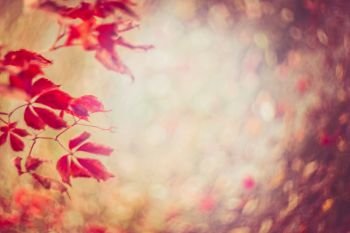 Autumn nature background with red leaves and foliage bokeh
