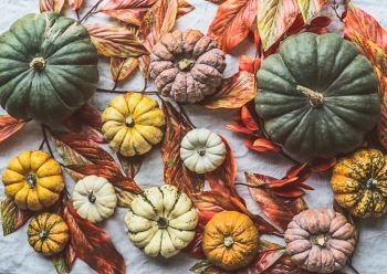Various colorful organic farm pumpkins with autumn leaves, top view , flat lay. Fall harvest. Instagram style