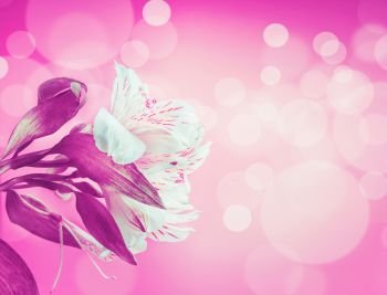 White flowers on purple pink neon background with bokeh lighting. Creative floral layout with copy space for your design.